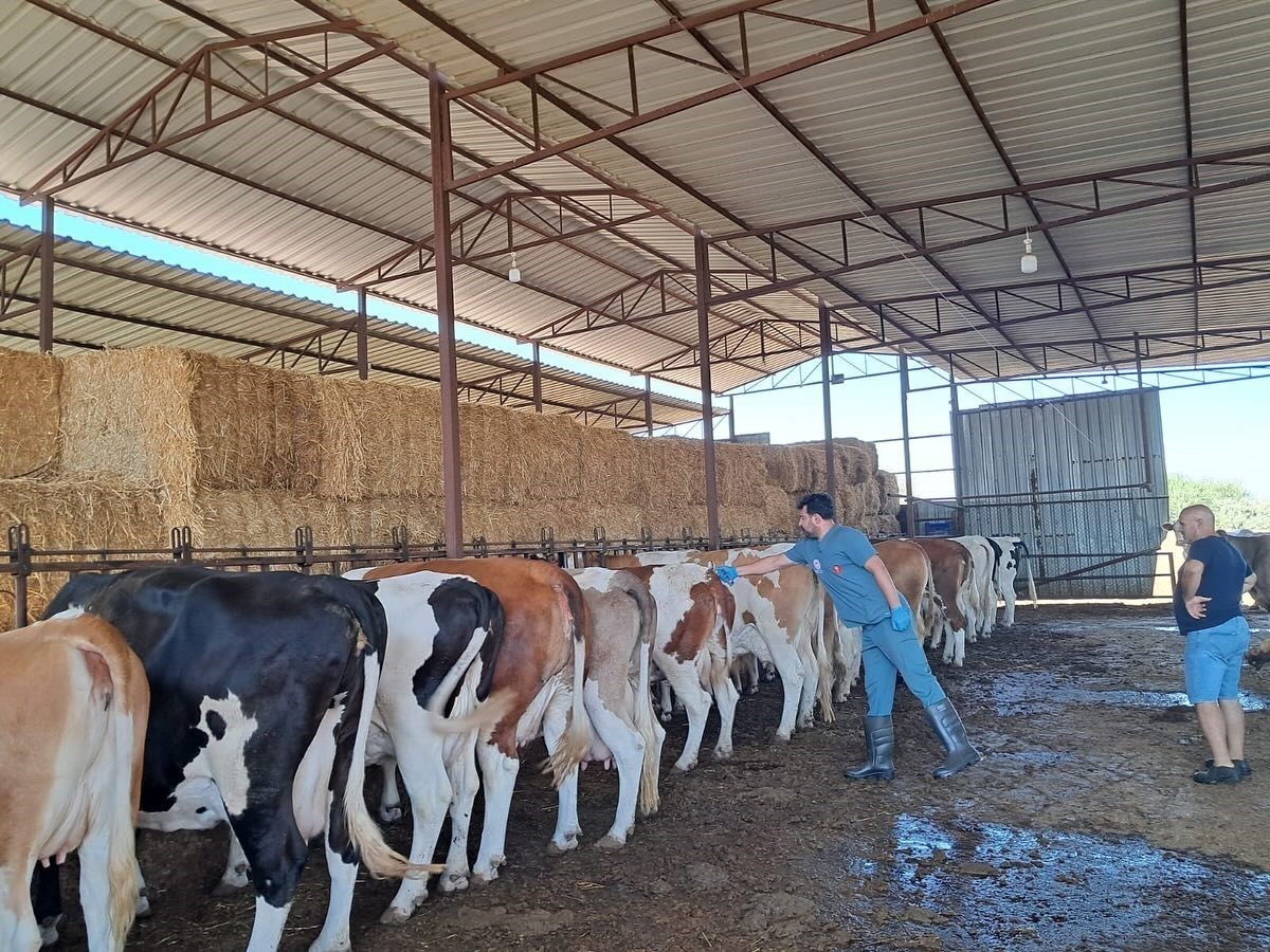 Söke’de şap karantinası kaldırıldı