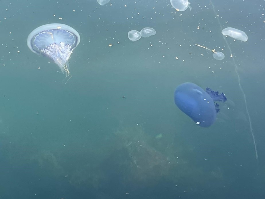 Müsilaj başladı denizanaları öldü