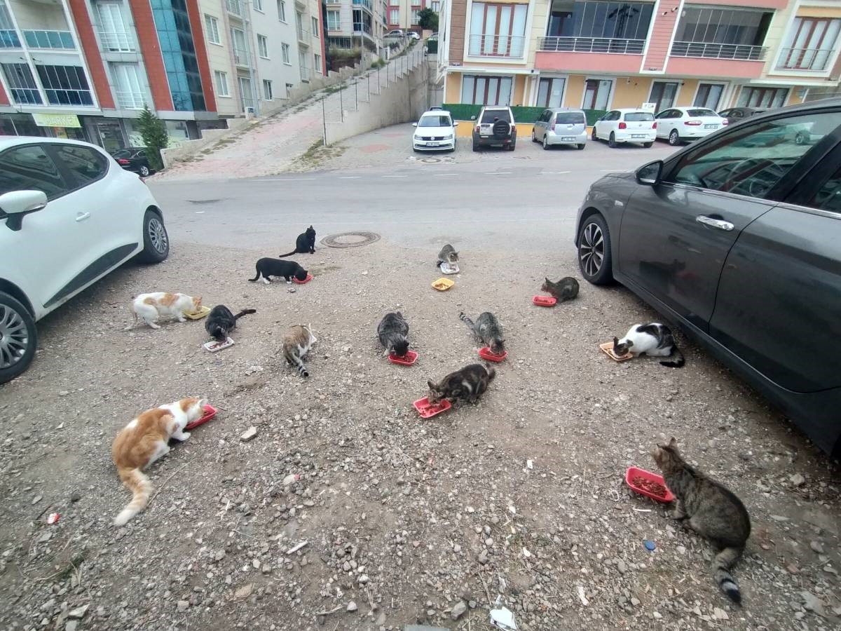 Evinin önüne gelen kedileri her sabah besliyor