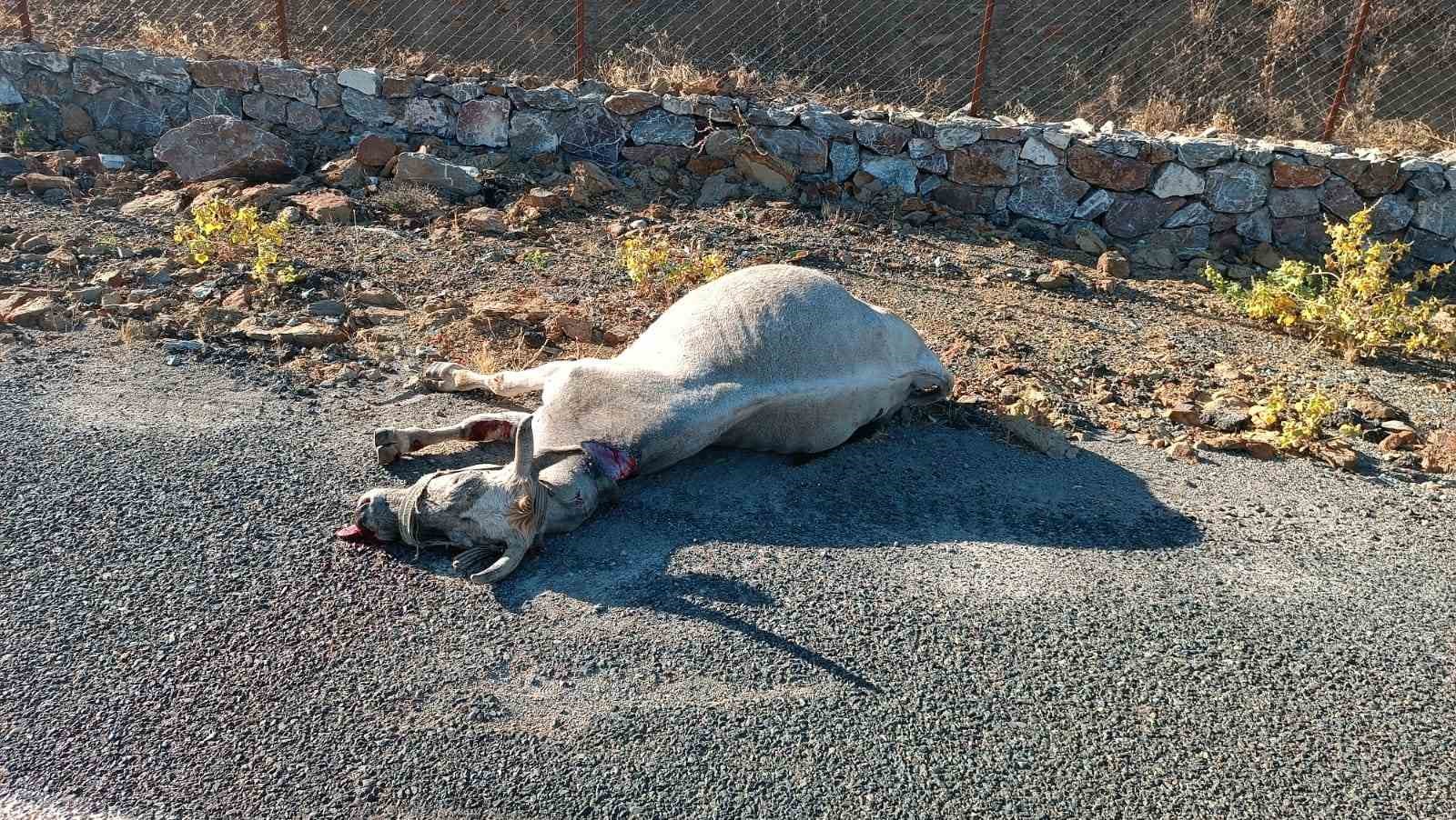 Elazığ’da otomobilin çarptığı at telef oldu