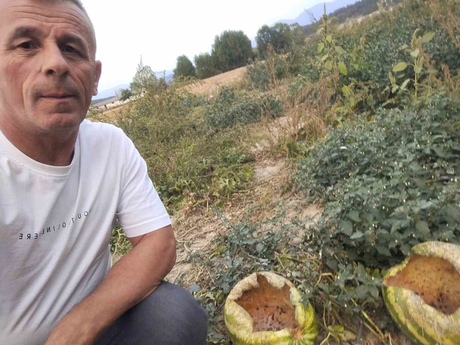 Mudurnu’da kargalar 80 karpuzu delik deşik etti