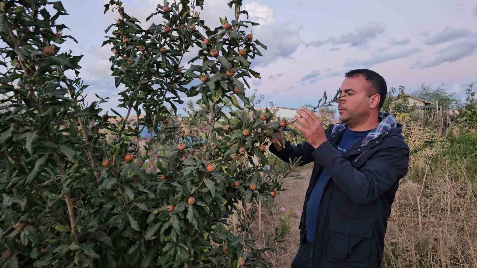 Doğu’nun soğuğunda sıcak iklim meyveleri yetiştirdi