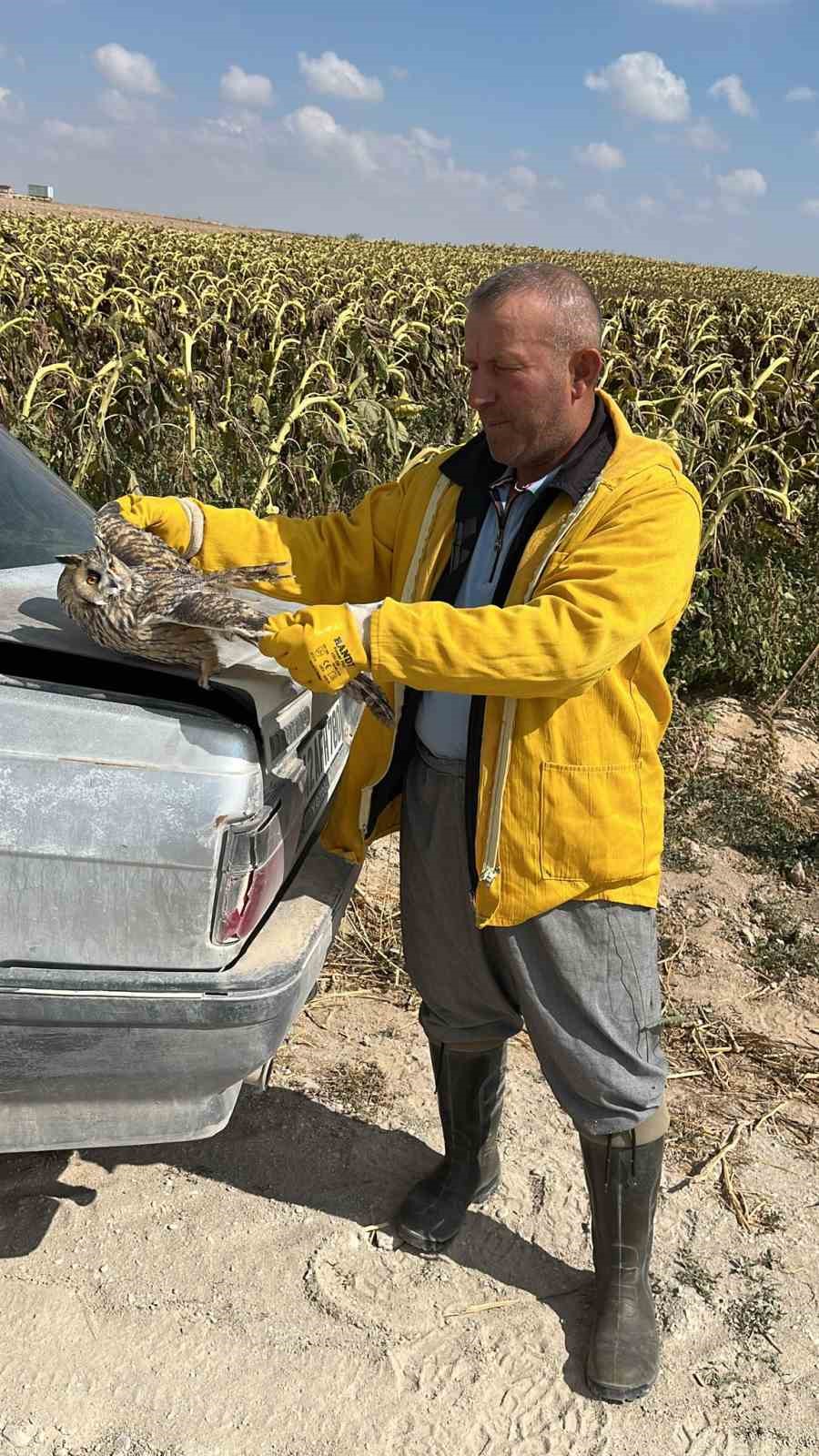 Karapınar’da tarlada bulunan yaralı kulaklı baykuş kurtarıldı