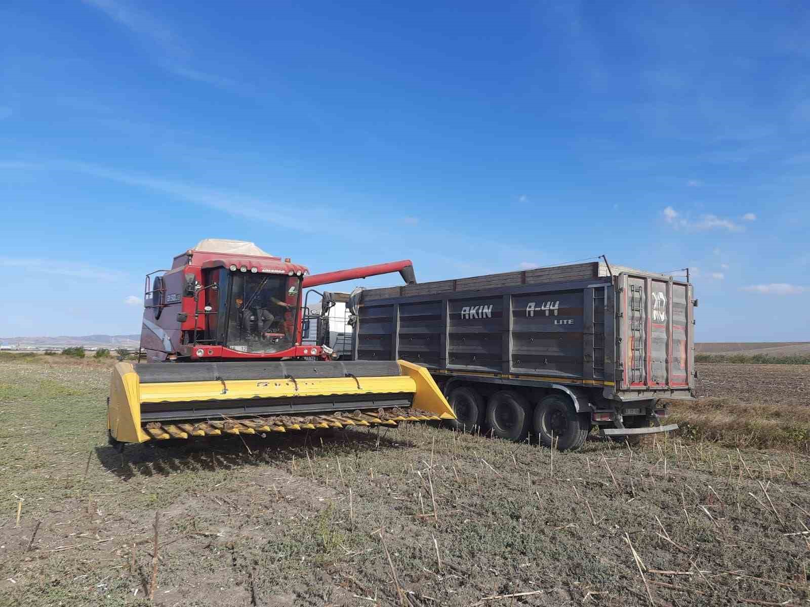 Bandırma Merinos’ta ayçiçeği hasadı tamamlandı