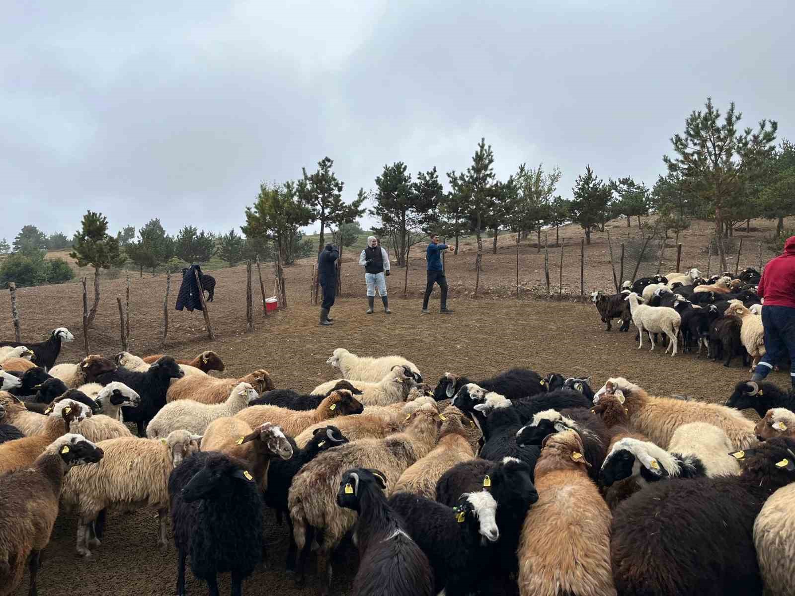 Tokat’ta çobanlara hayvan sağlığı eğitimi