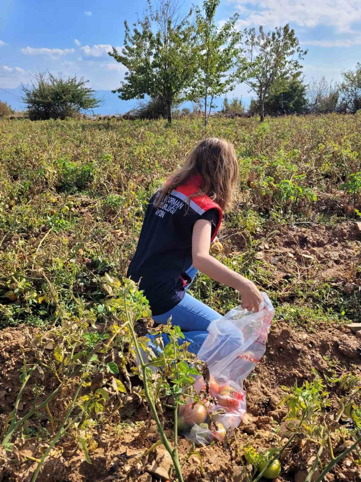 Buharkent’te hasat öncesi pestisit denetimleri sürüyor