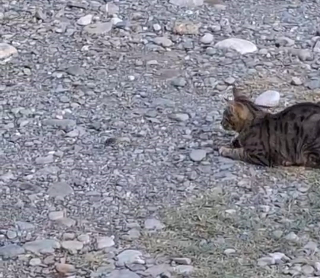 Kedi fareyle top gibi oynadı