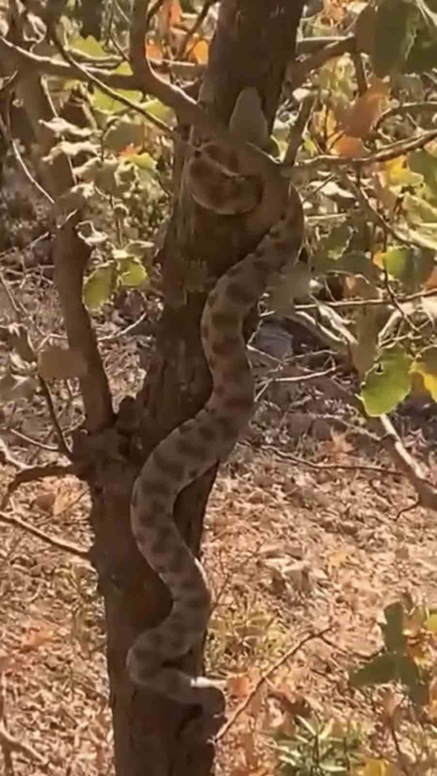 Mardin’de engerek yılanı ağaca tırmanırken görüntülendi