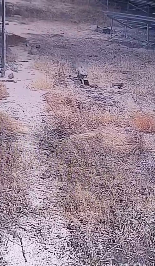 Şanlıurfa’da nesli tükenme tehlikesi altındaki çizgili sırtlan görüntülendi