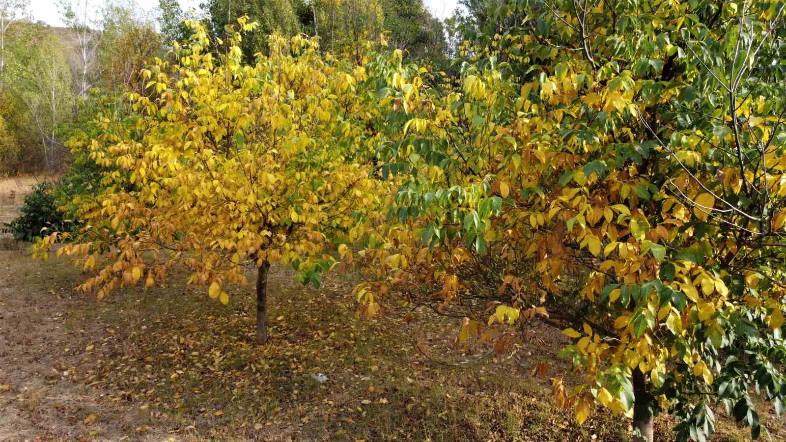 Doğa sonbaharla renklendi, kartpostallık manzara dronla görüntülendi