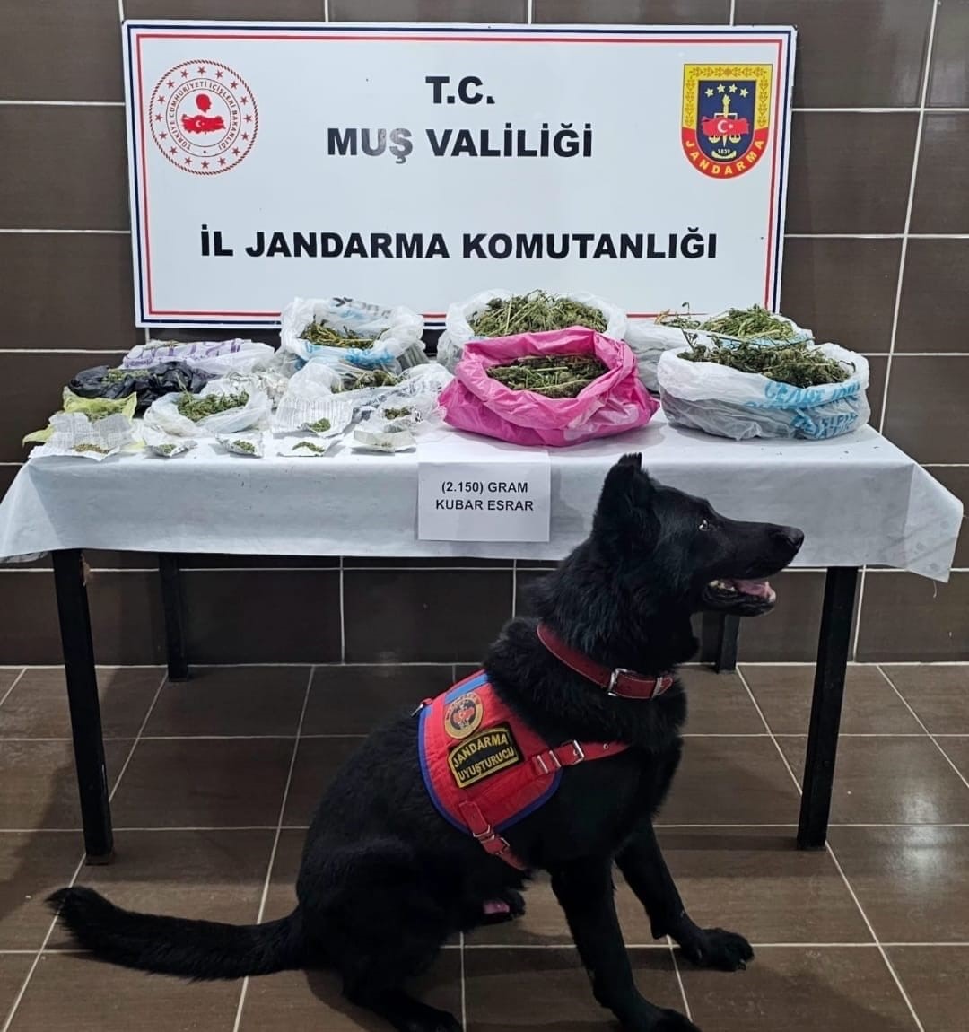 Muş’ta uyuşturucu operasyonu: 1 gözaltı