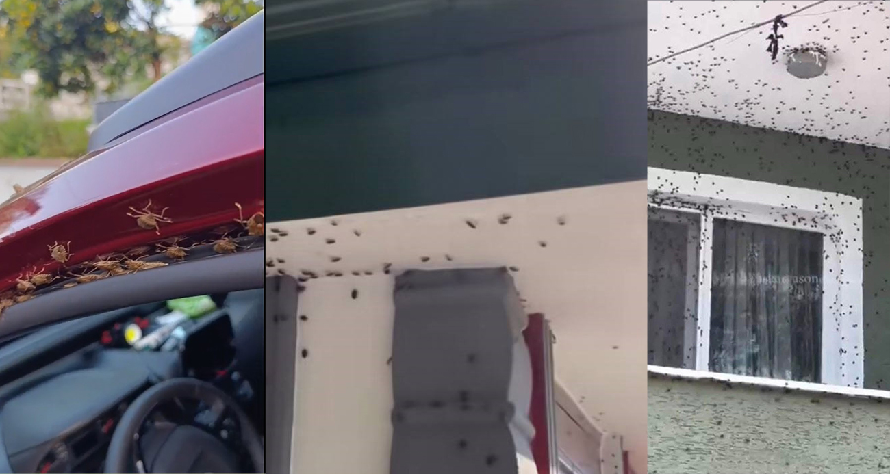 Kahverengi kokarca Giresun’da evleri ve araçları istila etti