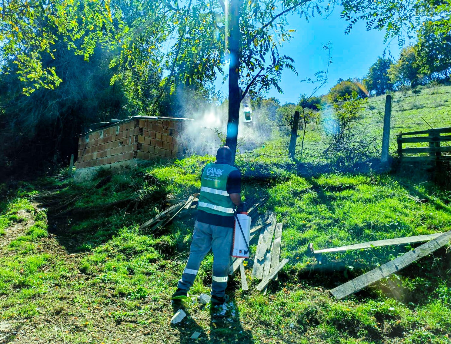 Canik’te kahverengi kokarca ile mücadele