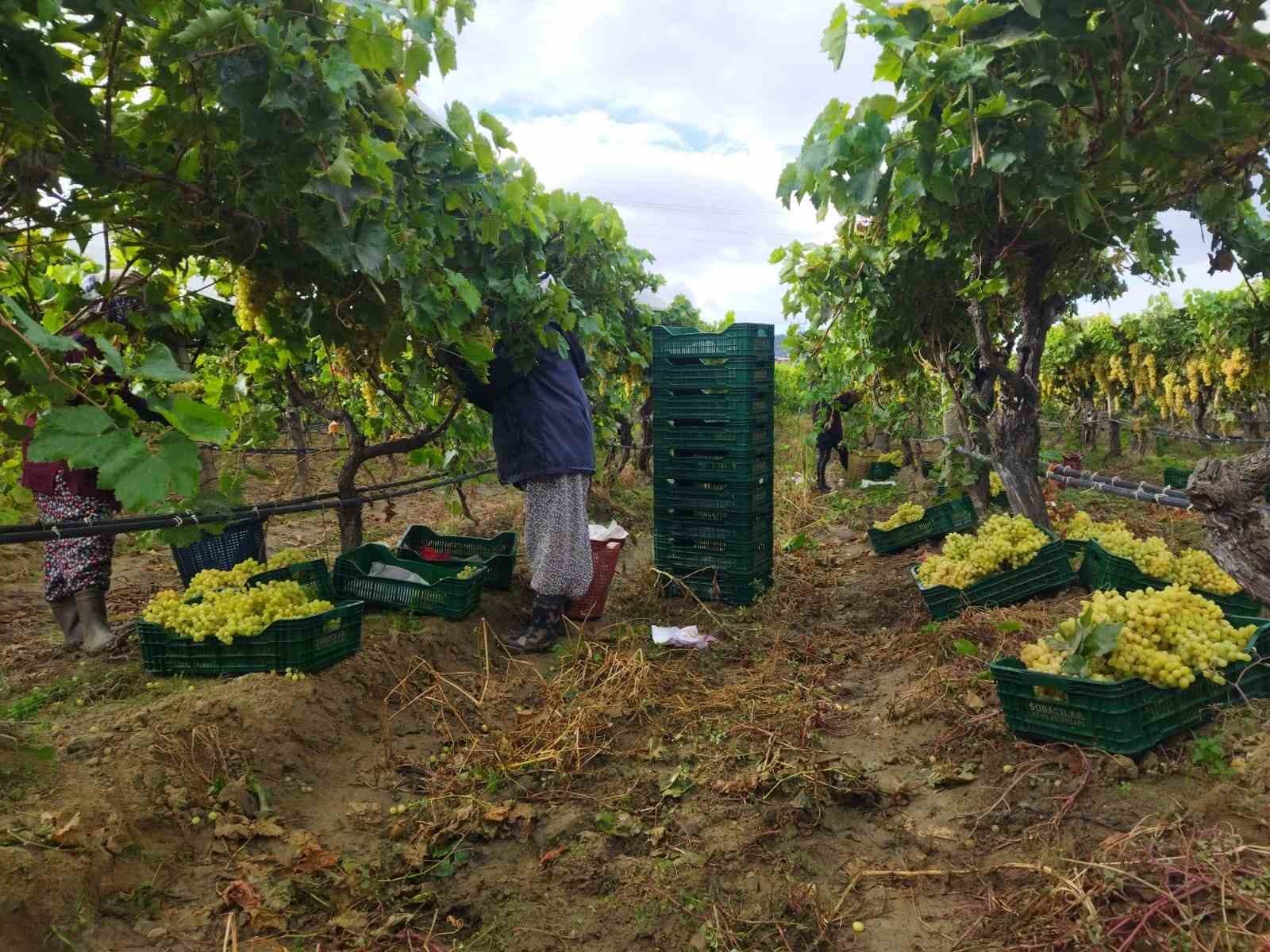 Manisa’da üzüm hasadı yağmur ve çamura rağmen devam ediyor
