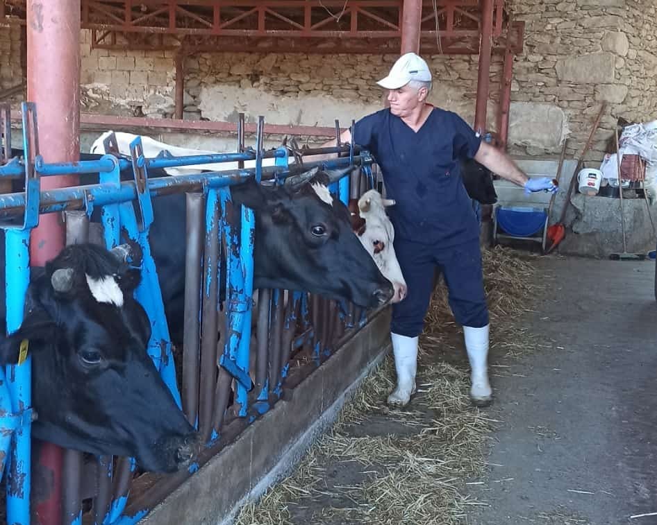 Nazilli’de şap aşılama çalışmaları tamamlandı