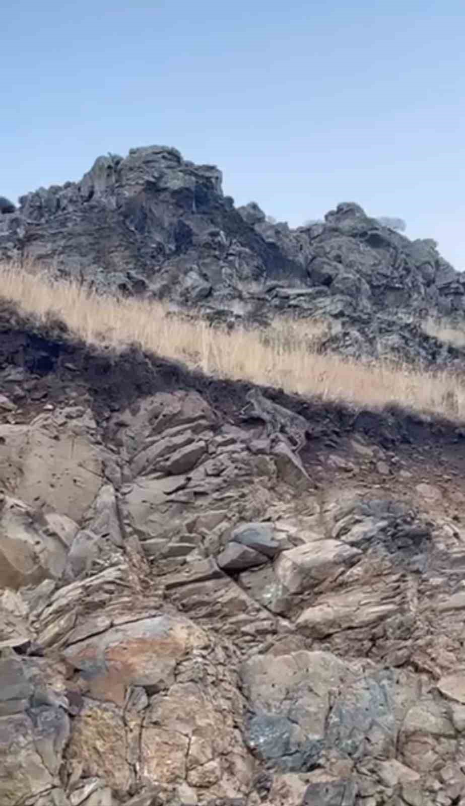 Kars’ta ormanların hayaleti vaşak kameraya yansıdı