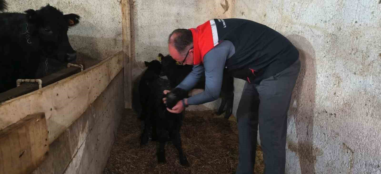 Bayburt’ta etçi ırk damızlık hayvan kontrolleri yapıldı