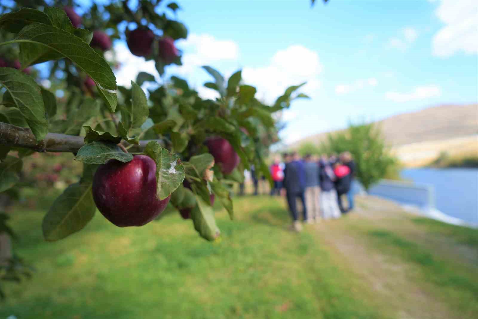 Muş’ta elma hasadından 100 milyon liralık gelir bekleniyor