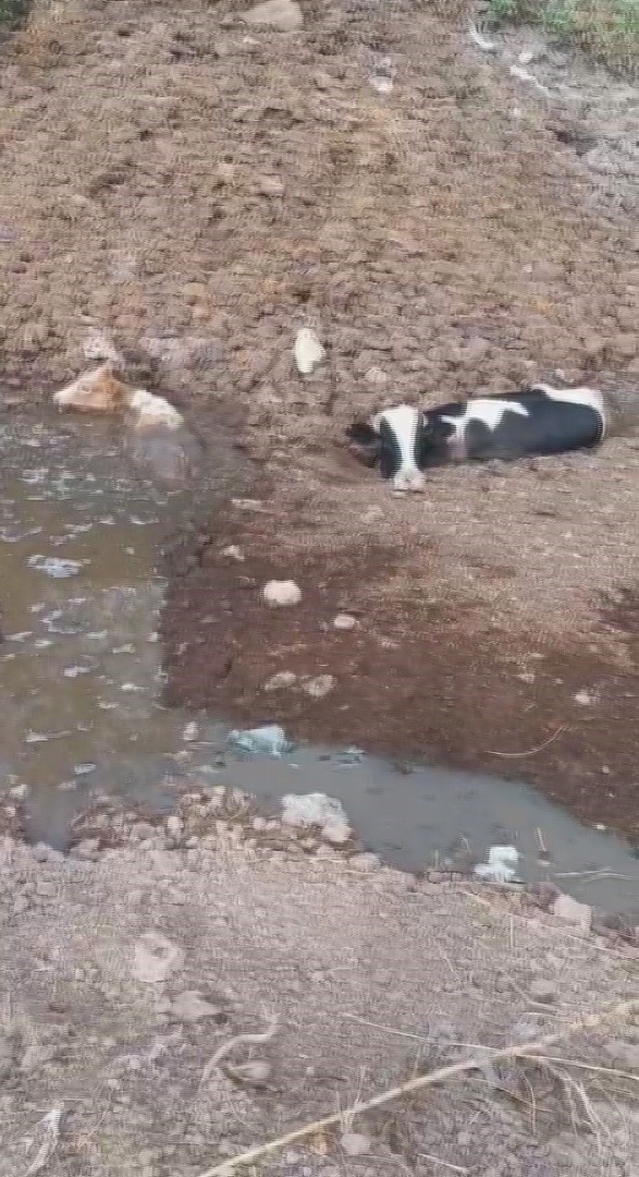 Balçığa saplanan 3 inek zorlu çalışmayla kurtarıldı