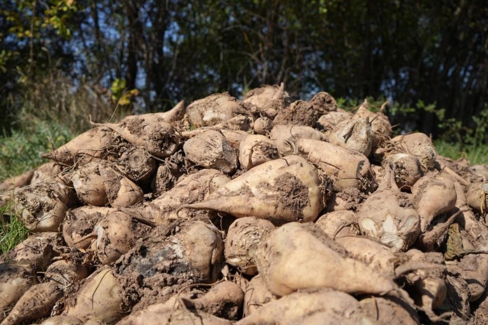 Tarım Bakanlığı: 