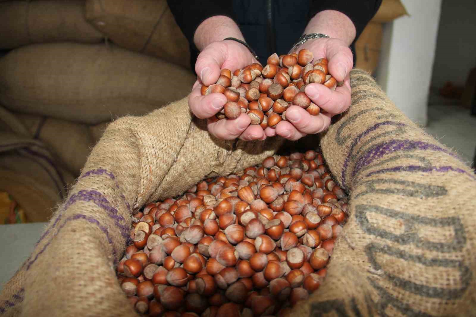 Giresun’da fındık fiyatları haftayı 315 liradan kapattı