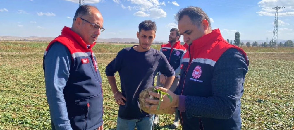 Bayburt’ta şeker pancarı sökümü başladı