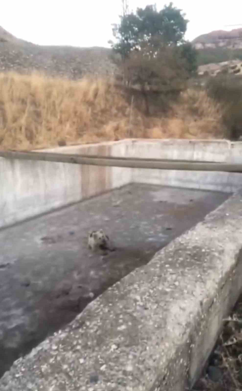 Bingöl’de sulama havuzuna düşen yavru ayı kurtarıldı