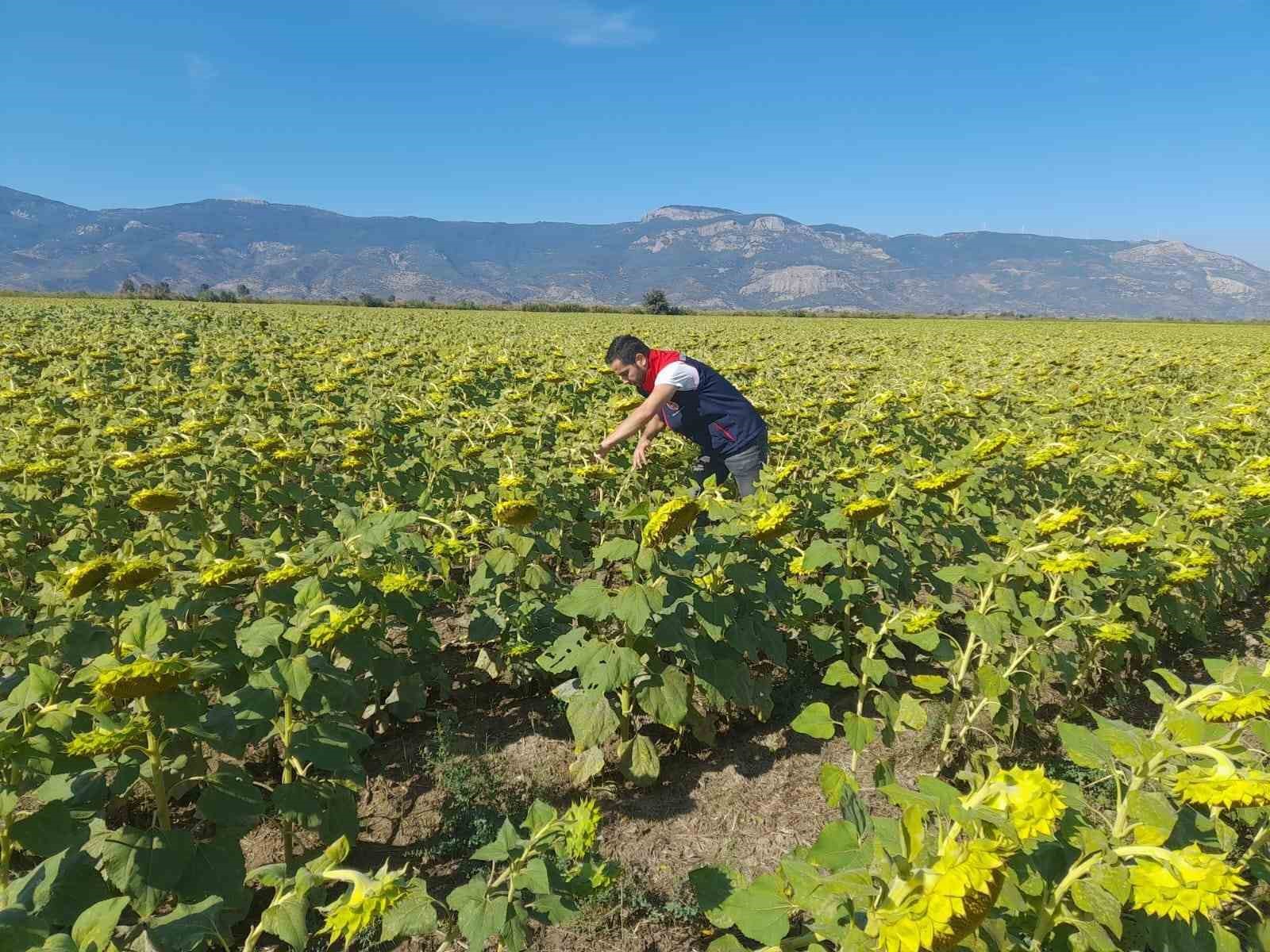 Söke’de 2025 yılı destekleme ürün çalışmaları yapıldı