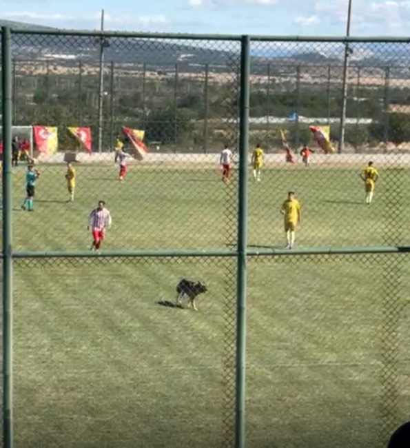 Isparta’da amatör maçta sahaya köpek girince oyun durdu