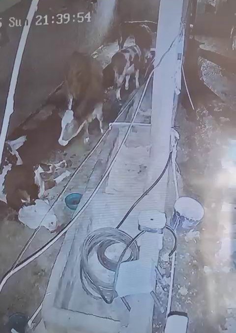 Diyarbakır’da yıldırım hayvan çiftliğine isabet etti: 3 inek telef oldu