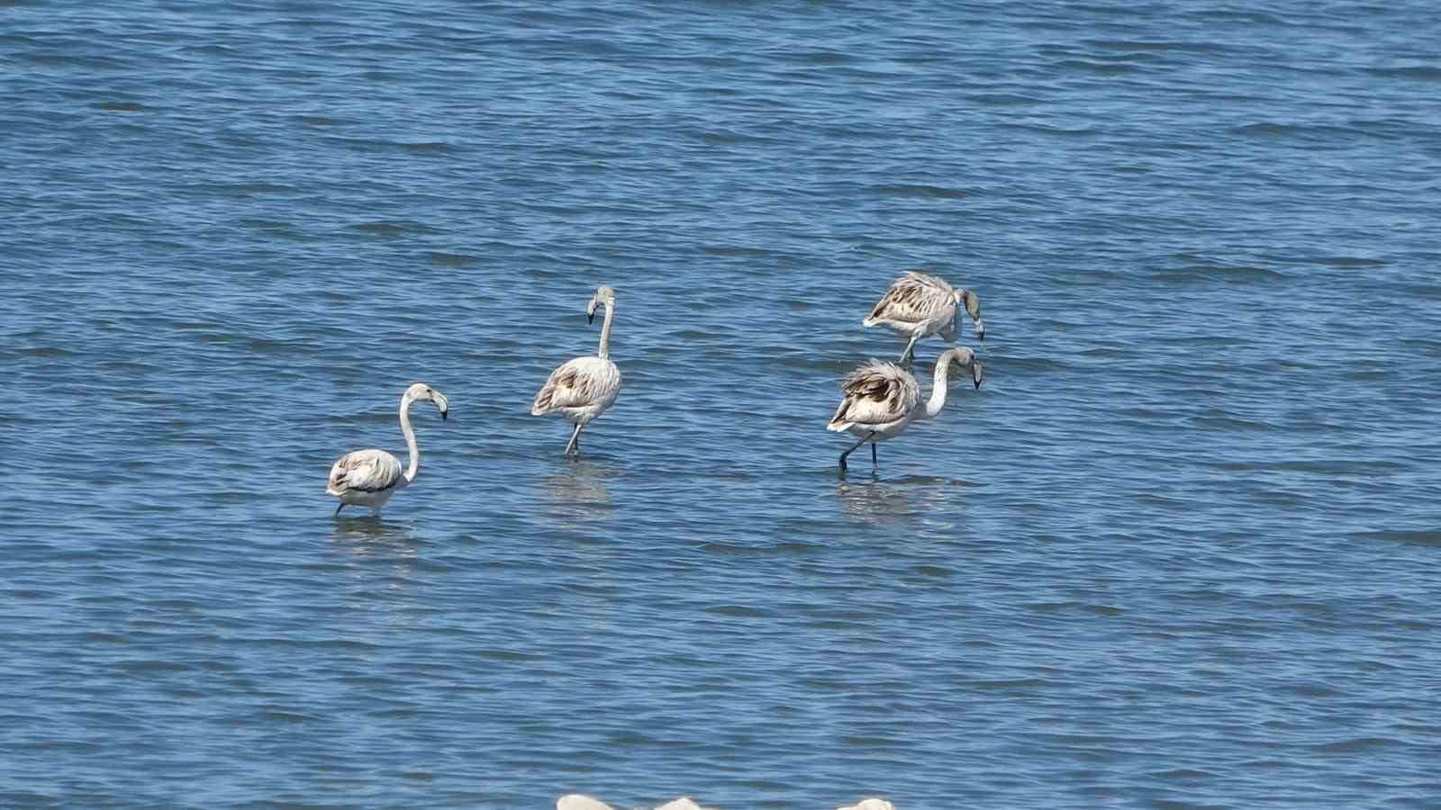Flamingoların yeni gözdesi: İskele sahili
