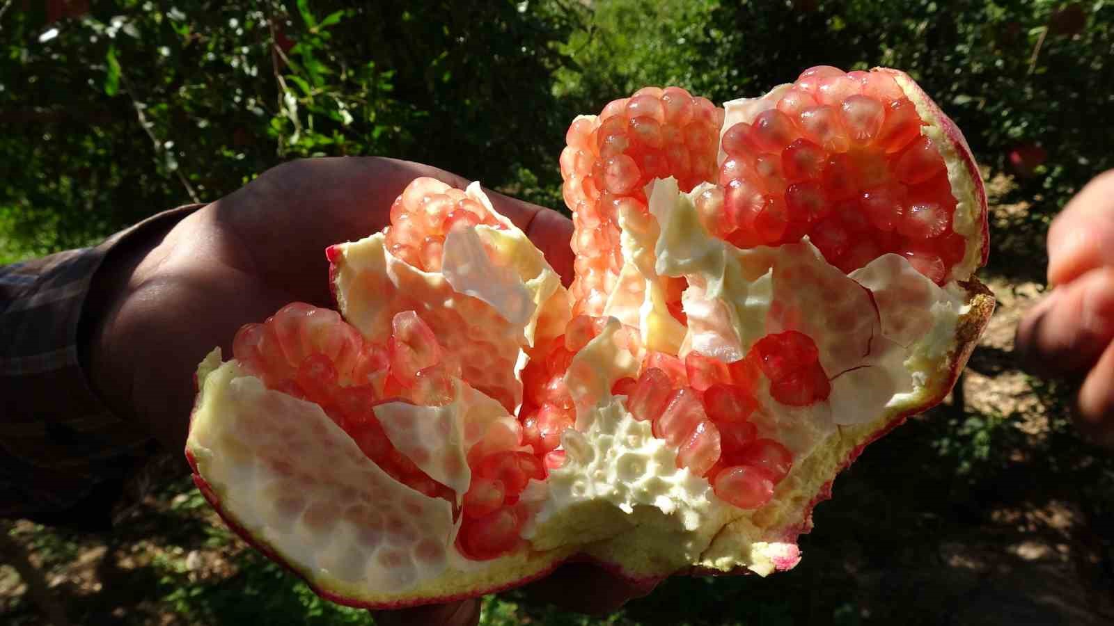 Gaziantep’te nar hasadı başladı