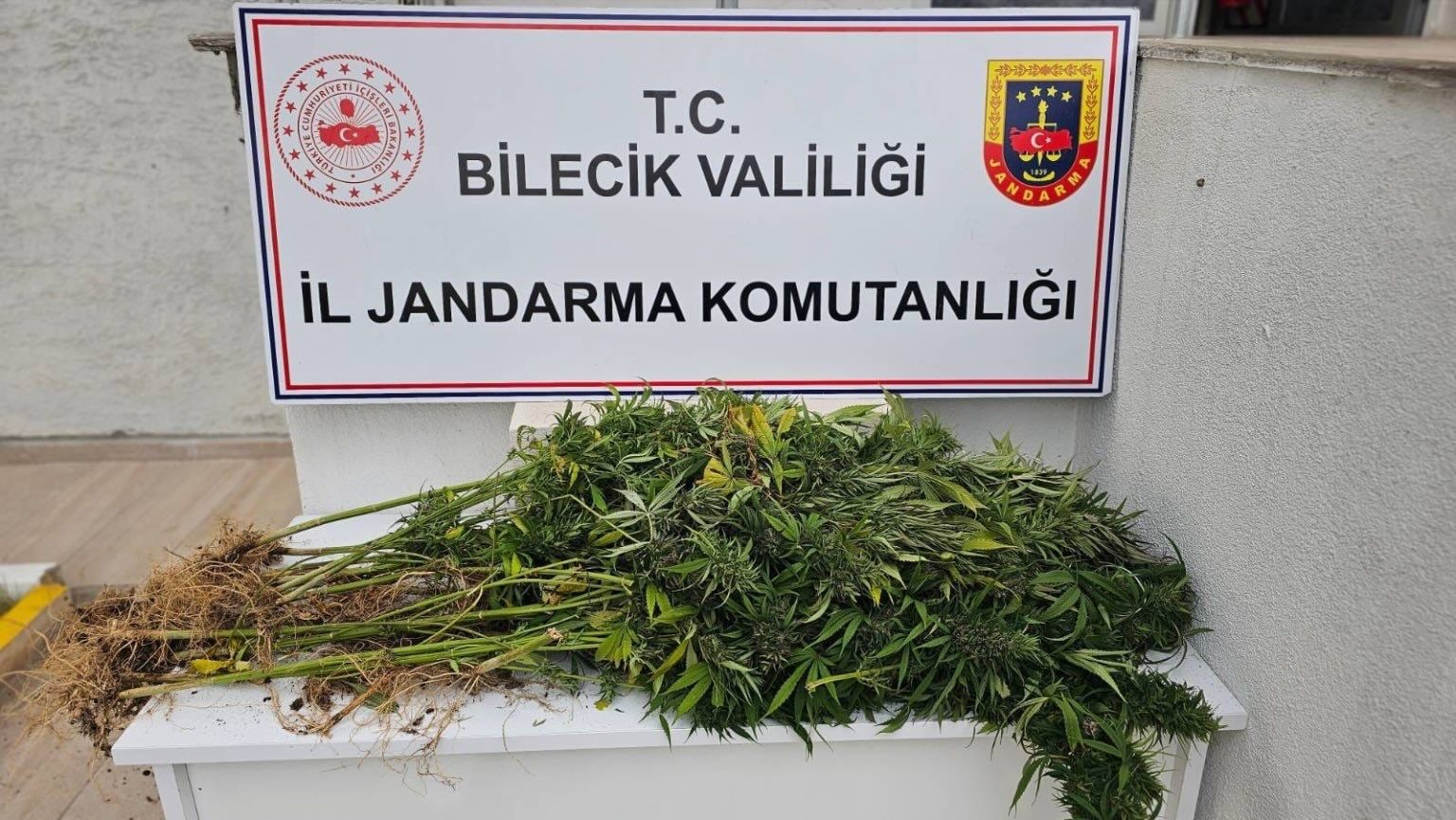 Bilecik’te kenevir operasyonu