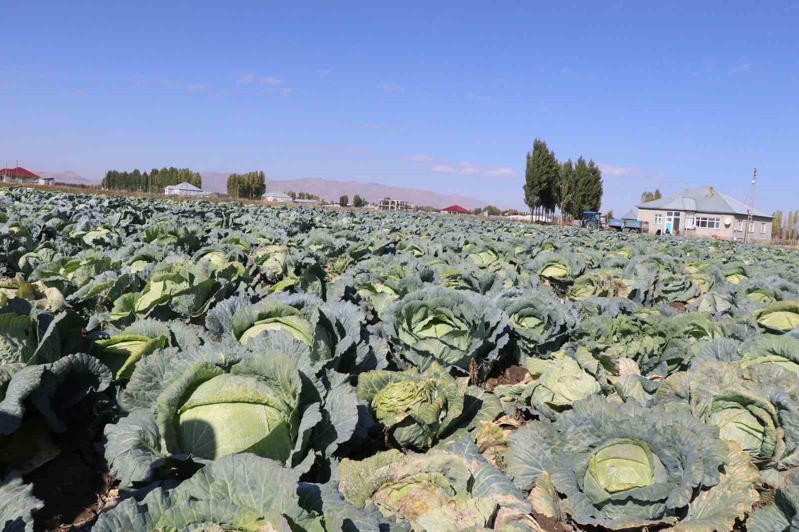 Patnos’ta Lahana hasadı başladı