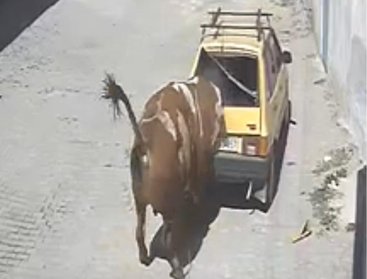 Ahırdan kaçan kızgın boğa, hırsını otomobilden çıkarttı