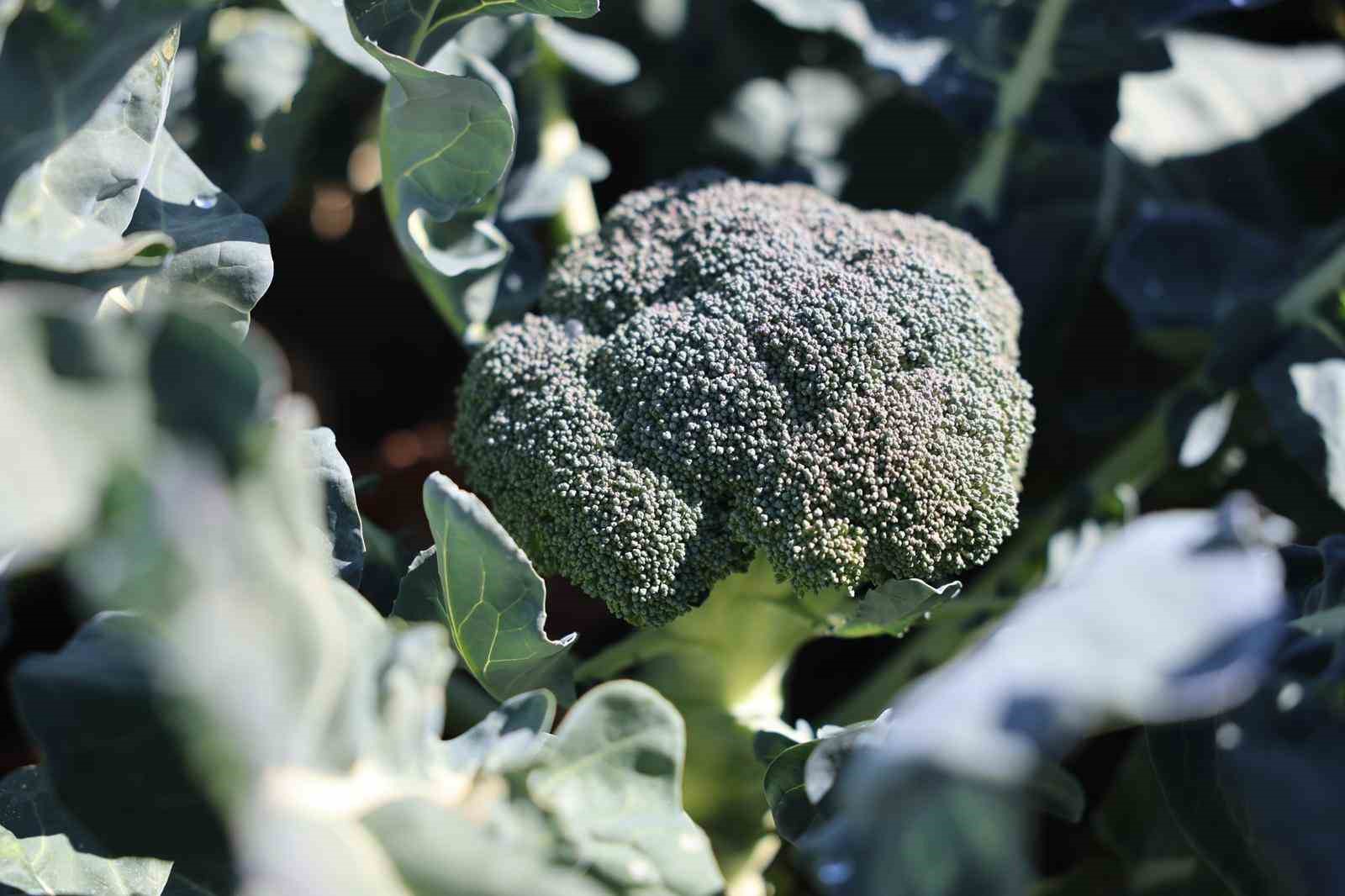 Erzurum’da tarımda yeni bir dönem: İkinci ürün Brokoli hasadı gerçekleştirildi