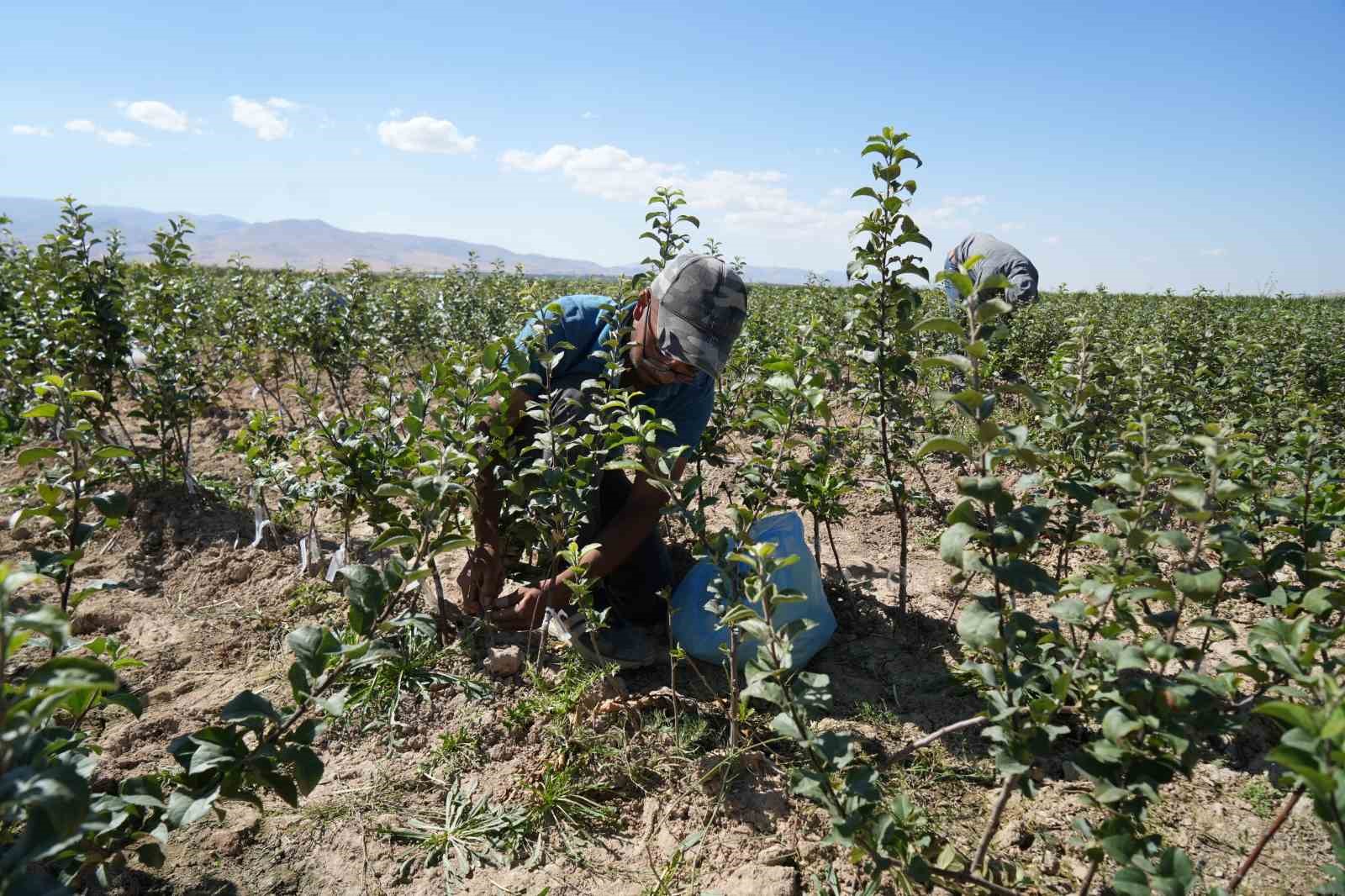 Niğde, elma fidanı üretiminde Türkiye’nin öncüleri arasında