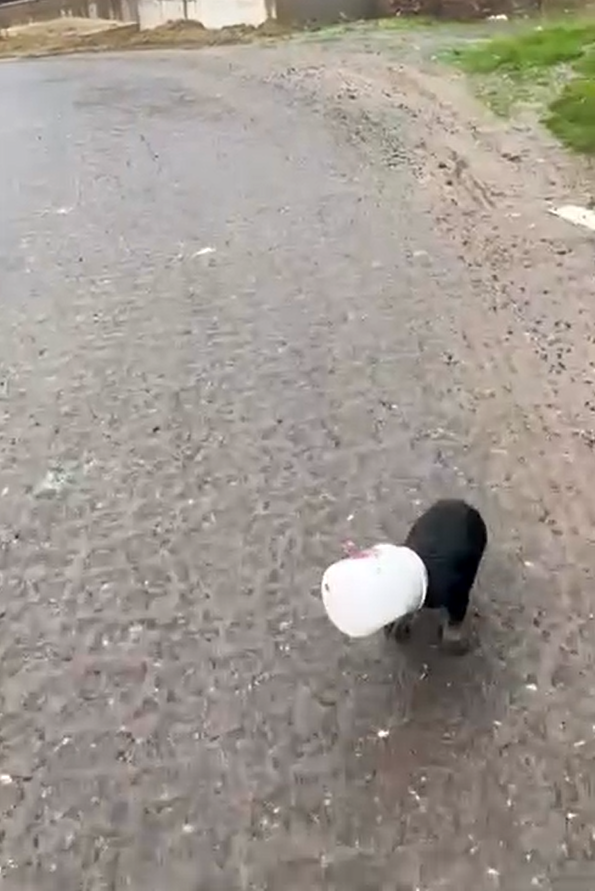 Yalova’da kamyon sürücüsü kafası plastik kaba sıkışan yavru köpeği kurtardı