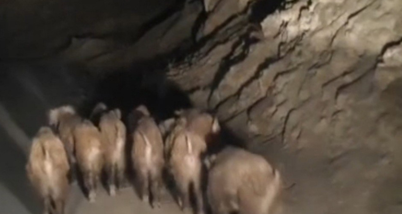 Van’da mahalleye inen domuz sürüsü görüntülendi