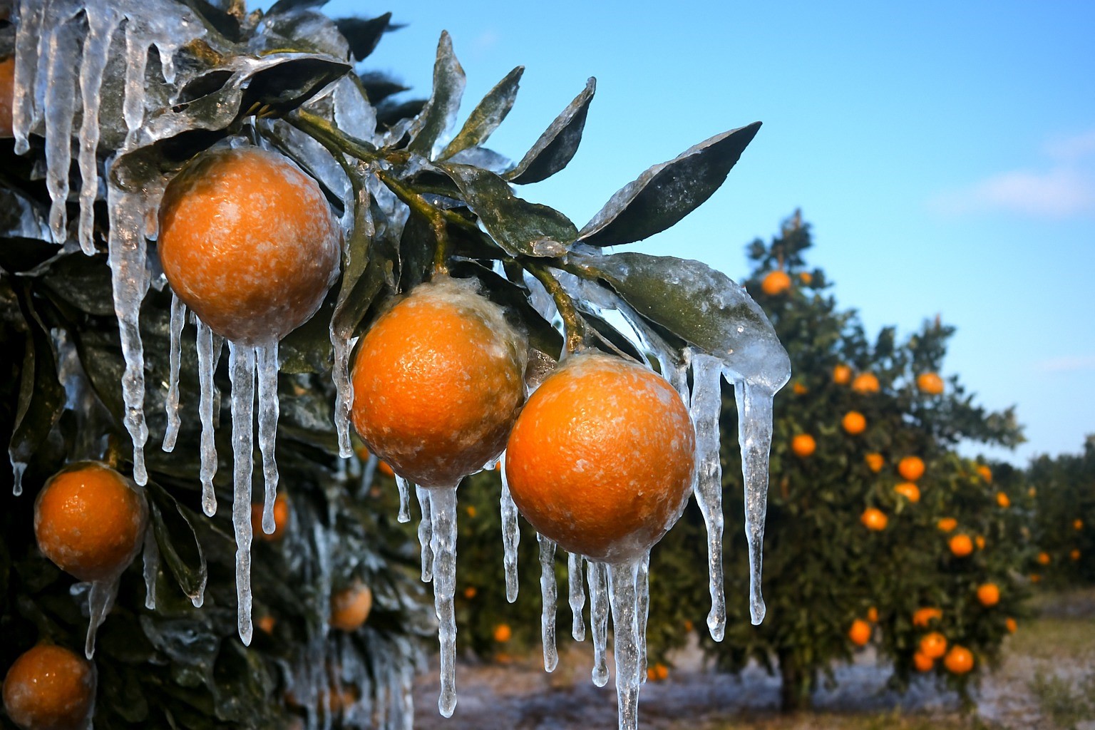 Adana’da üreticilere 717 milyon TL zirai don ödemesi