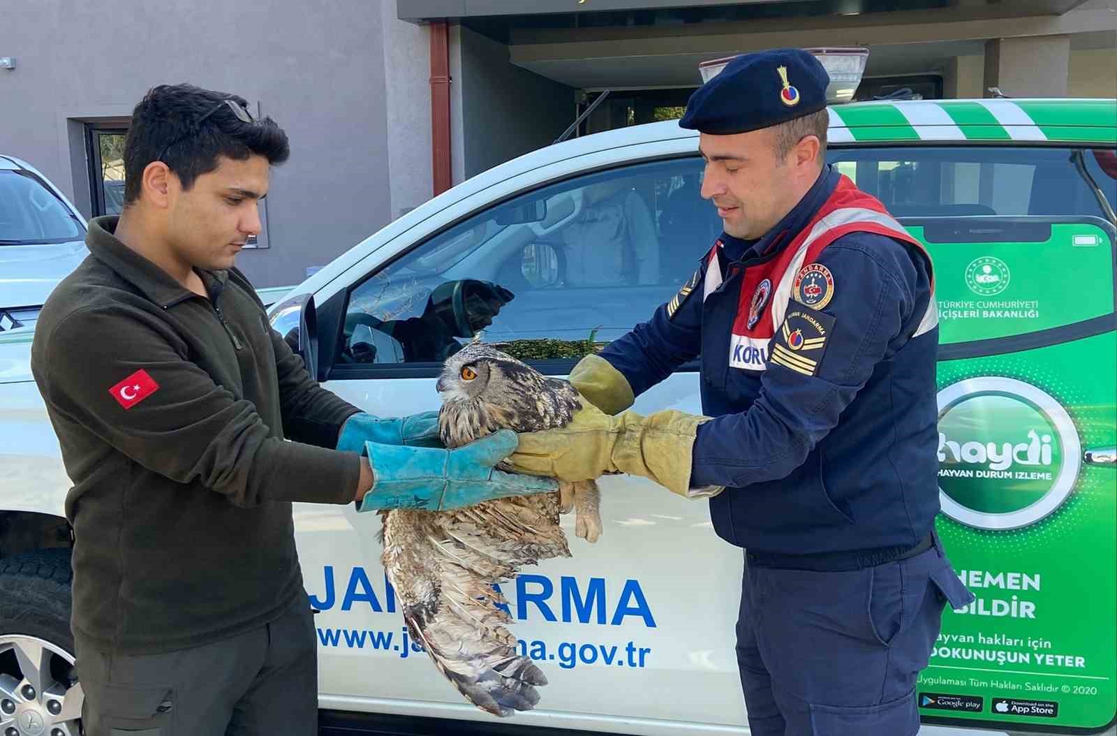 Kırıkkale’de yaralı puhu kuşu tedaviyle yaşama döndü