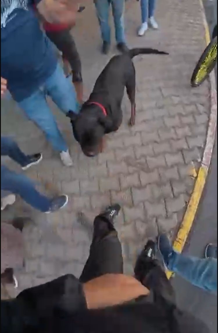 Sokakta ağızlıksız gezdirilen ’Rottweiler’ cinsi köpek dehşet saçtı... O anlar kamerada
