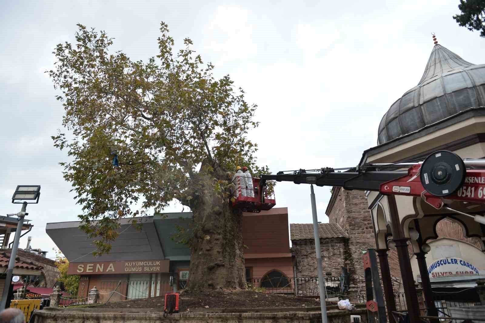 Bursa’nın asırlık çınarı koruma altına alındı