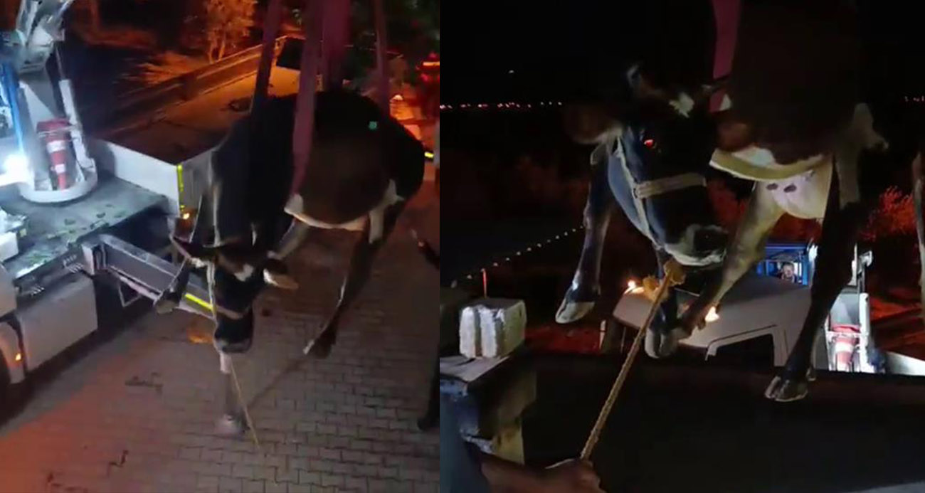 Evin damında mahsur kalan inek vinçle kurtarıldı