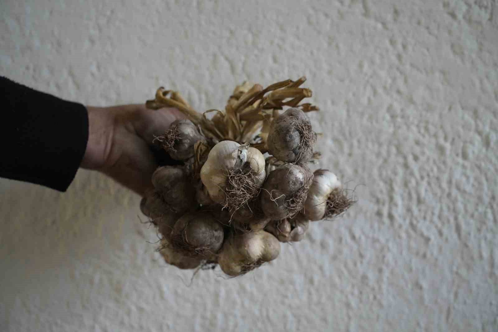 Gümüşhane’de ata tohumu 