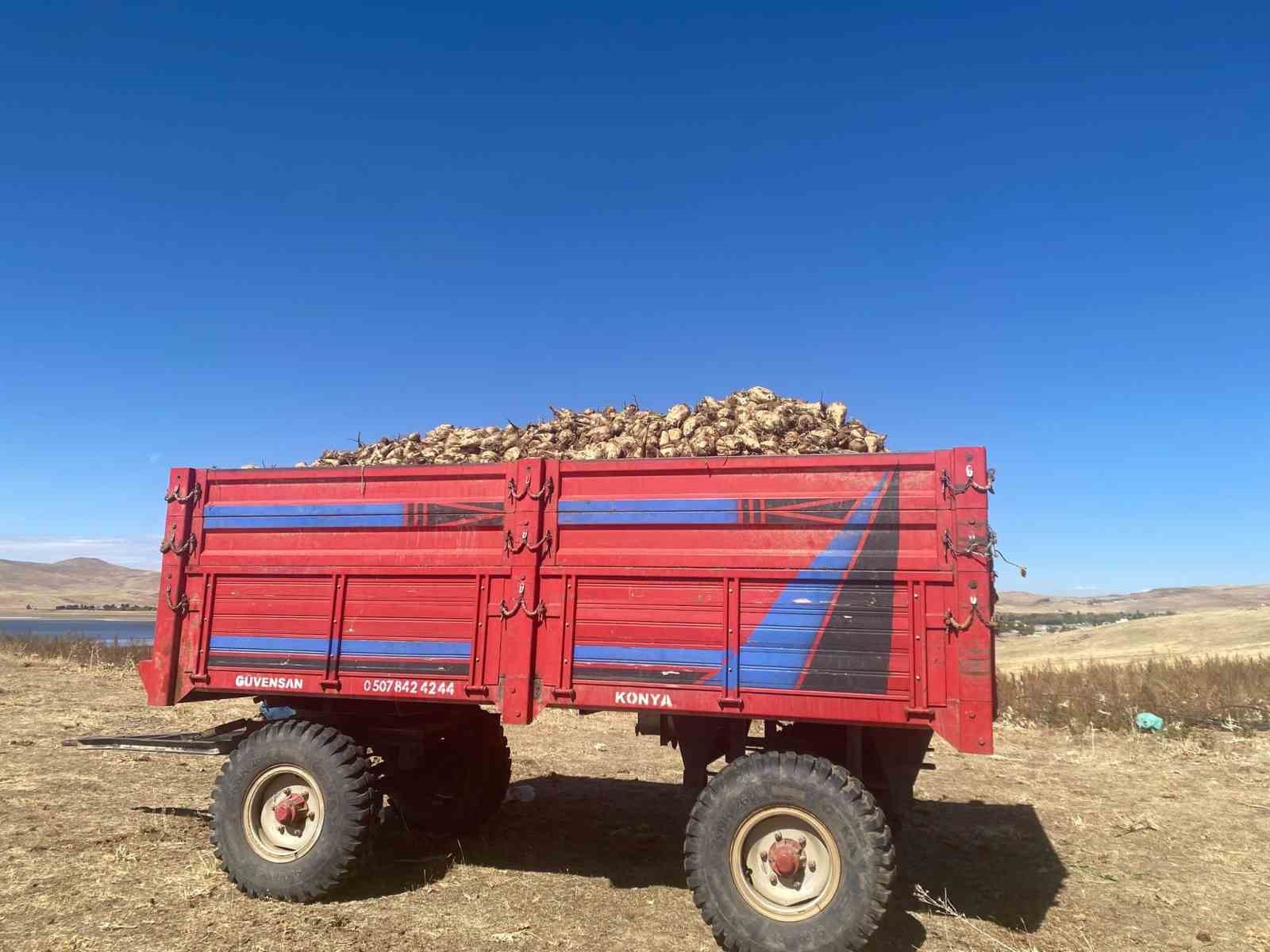 Ağrı’da şeker pancarı hasadı devam ediyor