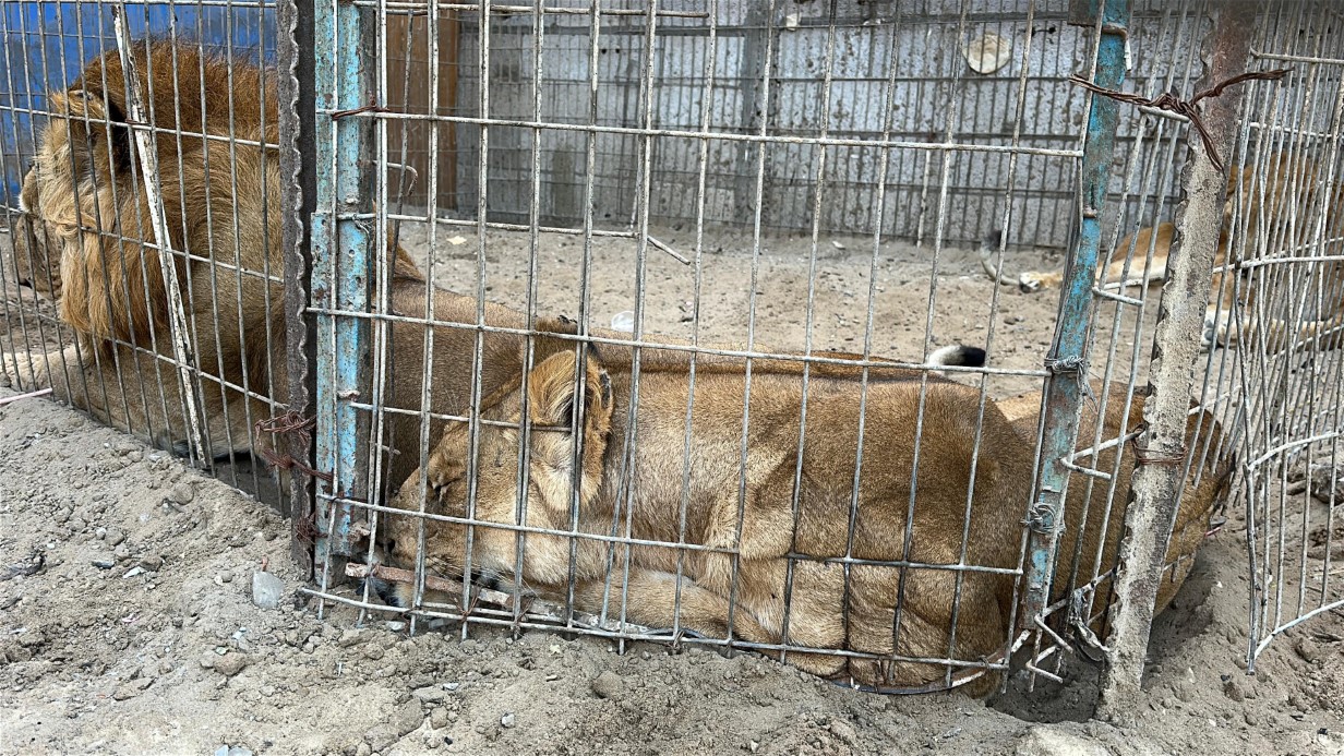 Gazze’de bir çadır, hayvanat bahçesinin kalan canlarına sığınak oldu