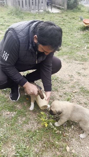 Yavru köpeğin merakı kırılan testi ile son buldu