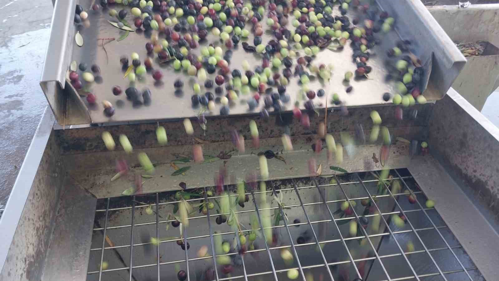 Zeytinin zahmetli yağ yolculuğu başladı