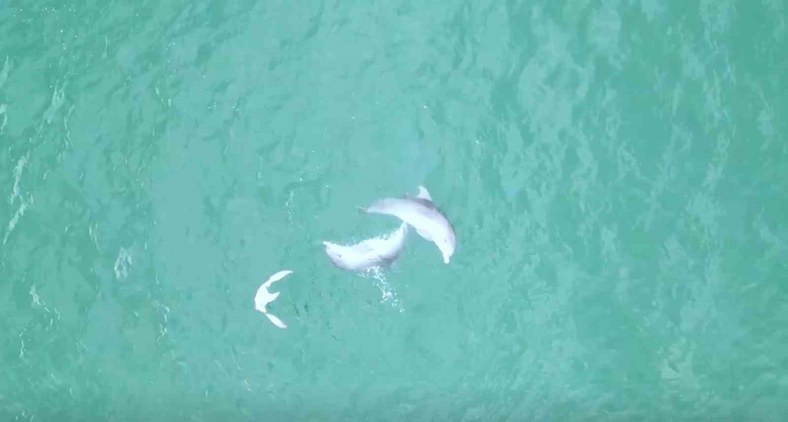 Karadeniz’de yunusların dansı dron kamerasına takıldı